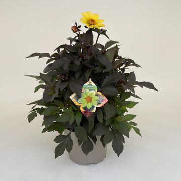 Dahlia HAPPY DAYS YELLOW