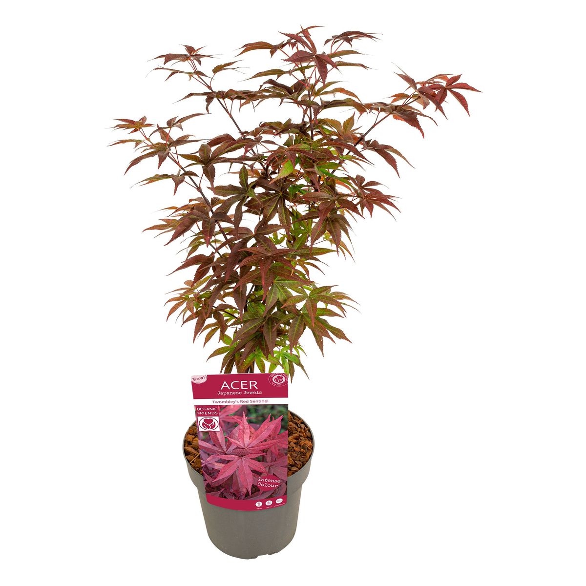 Acer Palmatum Twombly s Red Sentinel Plant Wholesale FlorAccess acer-palmatum-twombly-s-red-sentinel-plant-wholesale-floraccess