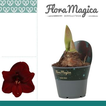 Hippeastrum 'Park Red'
