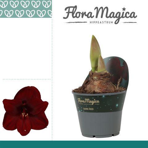 Hippeastrum 'Park Red'