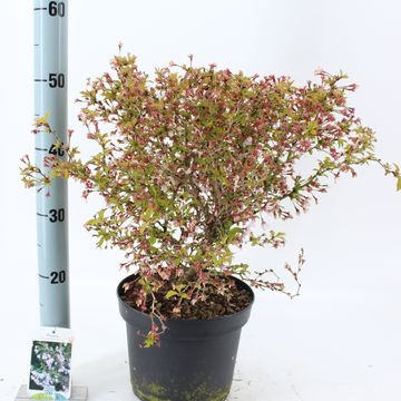 Prunus incisa 'Kojou-no-mai'