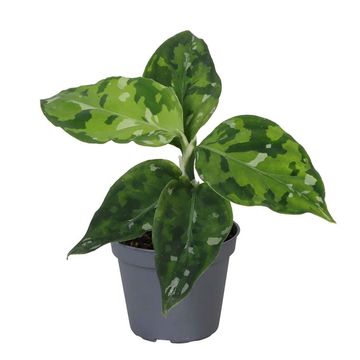 Aglaonema pictum 'Tricolor'