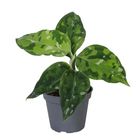 Aglaonema pictum 'Tricolor'