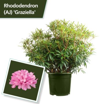 Rhododendron 'Graziella'