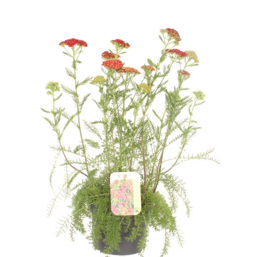 Achillea millefolium MILLY ROCK RED