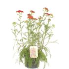 Achillea millefolium MILLY ROCK RED