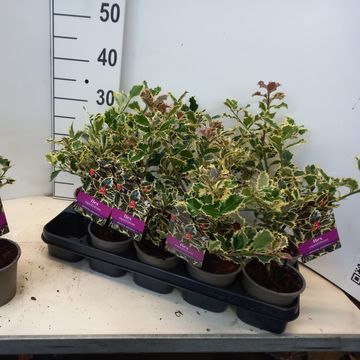 Ilex aquifolium 'Argentea Marginata'