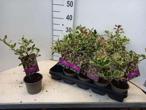 Ilex aquifolium 'Argentea Marginata'