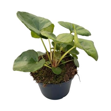Farfugium japonicum giganteum