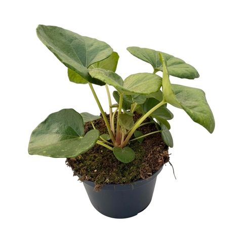 Farfugium japonicum giganteum