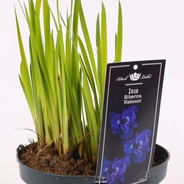 Iris sibirica 'Kaboom'