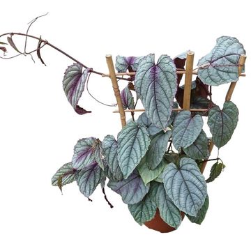 Cissus discolor FLORAMAGIC VIOLET VINE