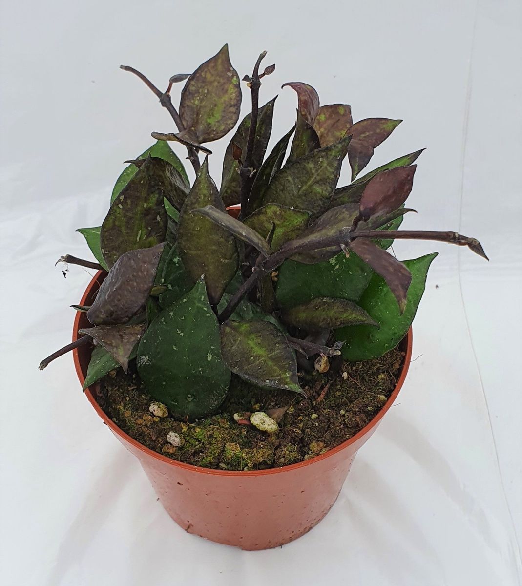 Hoya krohniana BLACK LEAVES — Plant Wholesale FlorAccess