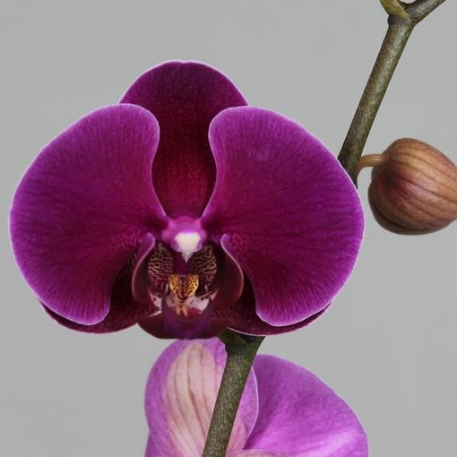 Phalaenopsis RIO GRANDE (Leerdam Orchideeën)