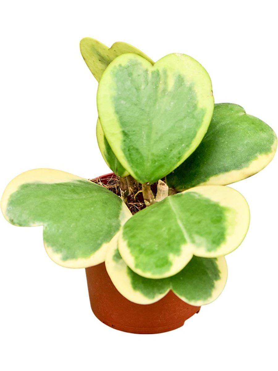 Hoya kerrii 'Variegata'  Pflanzengrohandel FlorAccess