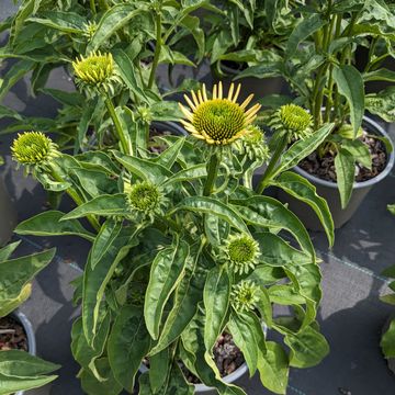 Echinacea MIX