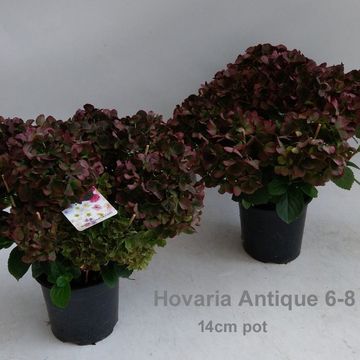 Hydrangea macrophylla MIX