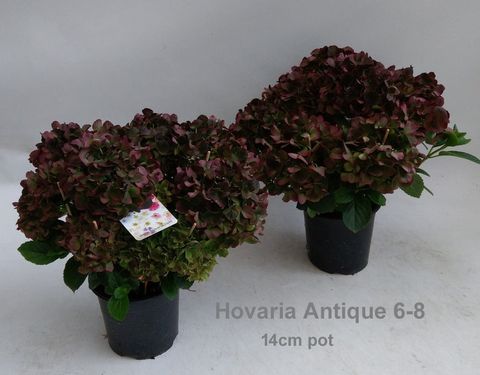 Hydrangea macrophylla MIX