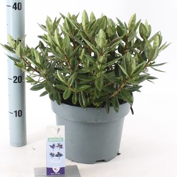 Hebe HEBEDONNA BRITTA