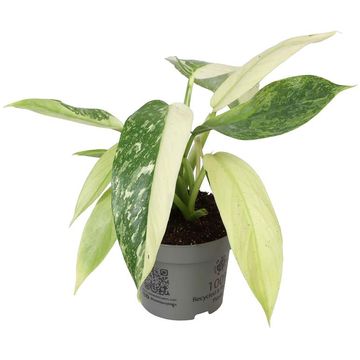 Philodendron 'Jose Buono'