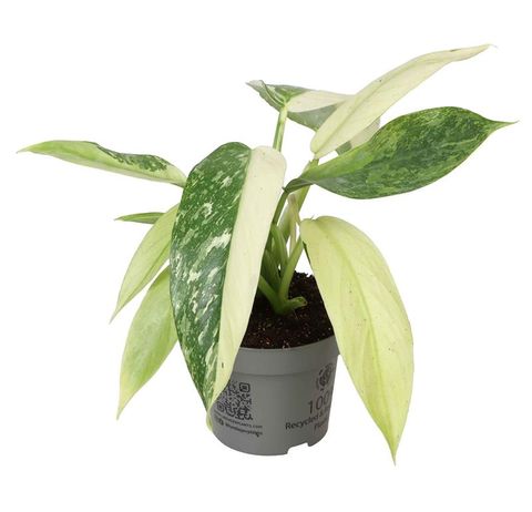 Philodendron 'Jose Buono'