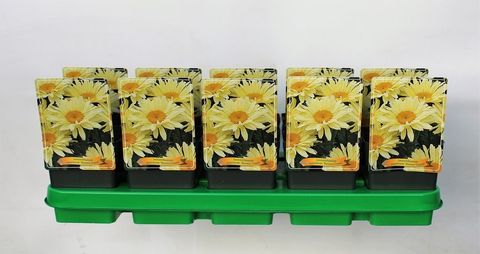 Leucanthemum 'Banana Cream'