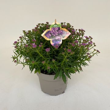 Iberis MERMAID LAVENDER