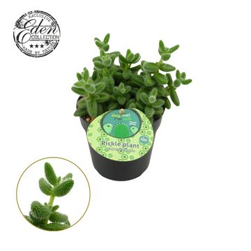 Delosperma echinatum