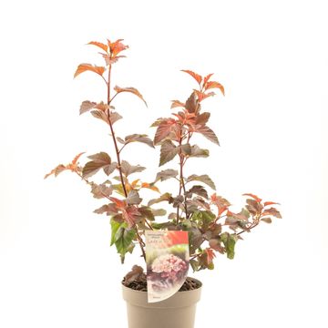 Physocarpus opulifolius LADY IN RED