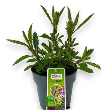 Verbena bonariensis 'Lollipop'
