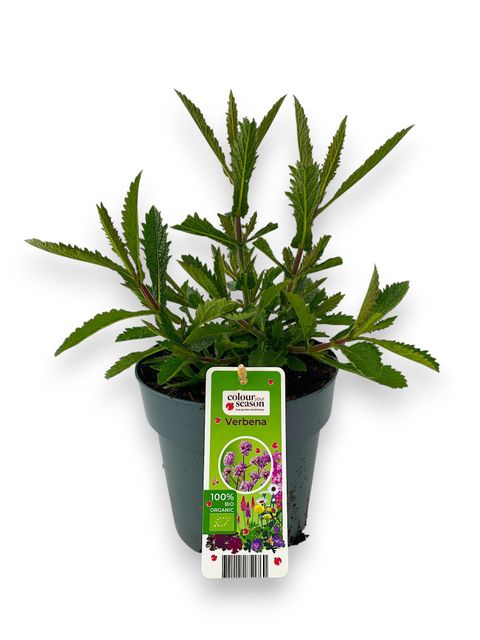 Verbena bonariensis 'Lollipop'