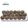 Euphorbia obesa