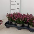 Erica x darleyensis 'J.W. Porter'