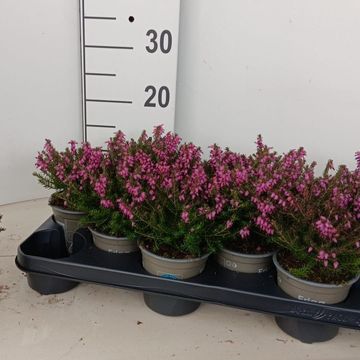 Erica x darleyensis 'J.W. Porter'