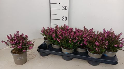 Erica x darleyensis 'J.W. Porter'