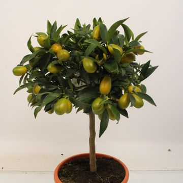 Citrus japonica