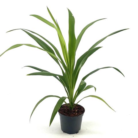 Cordyline australis EMERALD STAR