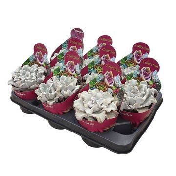 Echeveria 'Ballet Dancer'