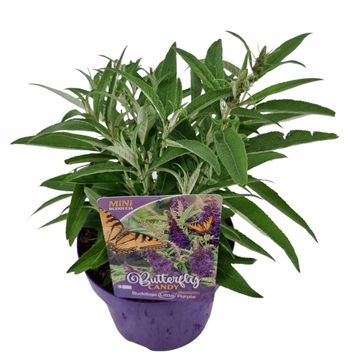 Buddleja davidii BUTTERFLY CANDY LITTLE PURPLE