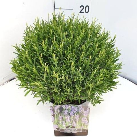 Lavandula angustifolia 'Munstead'