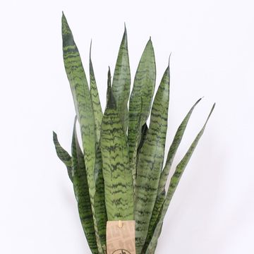 Sansevieria zeylanica