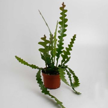 Epiphyllum anguliger