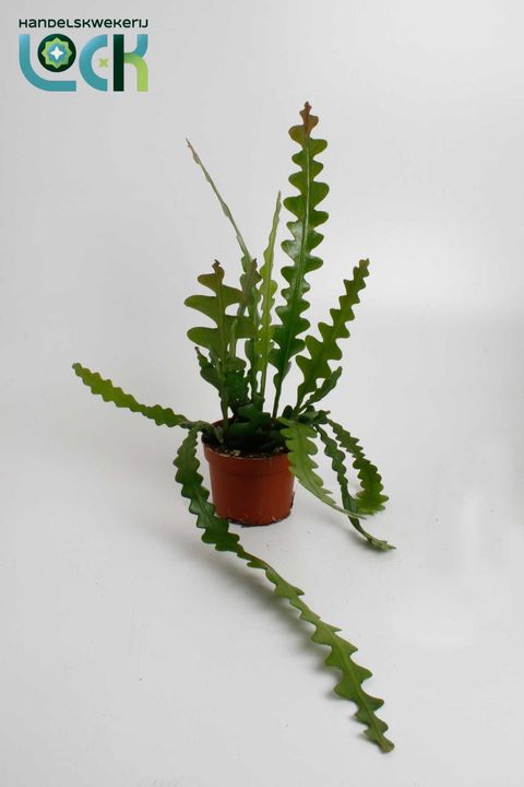 Epiphyllum anguliger