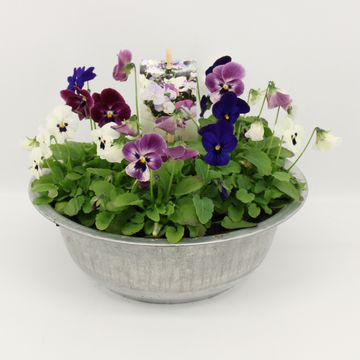 Arrangement Viola