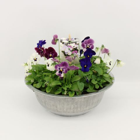 Arrangement Viola