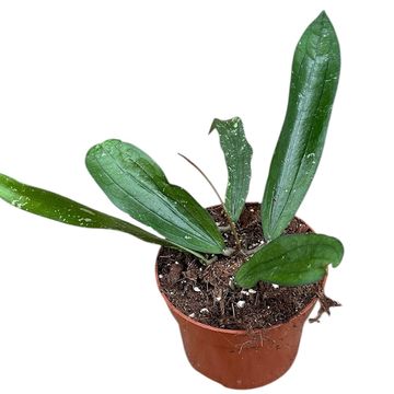 Hoya 'Rindu Rafflesia'