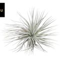 Tillandsia SUPER SILVER