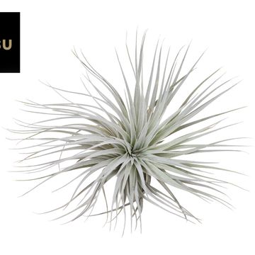 Tillandsia SUPER SILVER