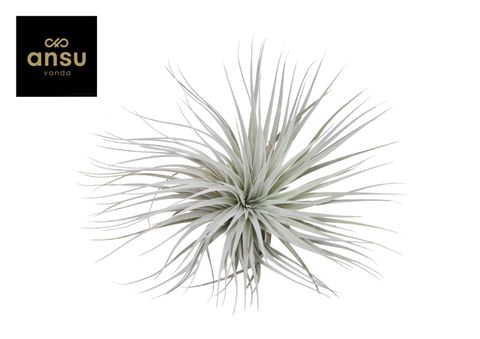 Tillandsia SUPER SILVER