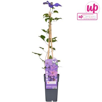 Clematis 'Elsa Späth'